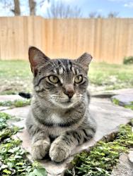 Lost Female Cat last seen Rundberg and Hunters Trce , Austin, TX 78758