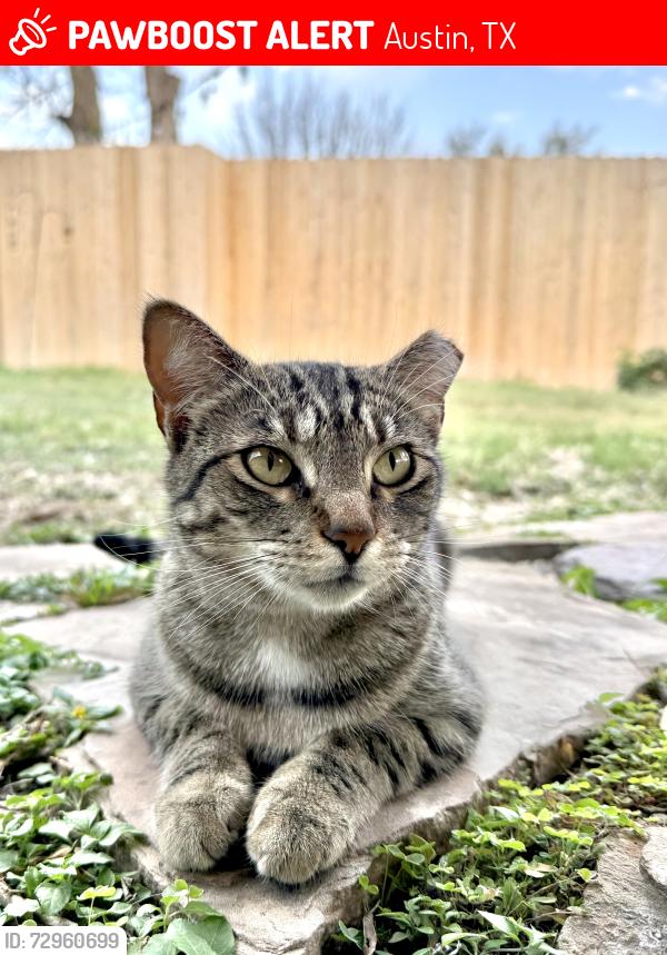 Lost Female Cat last seen Rundberg and Hunters Trce , Austin, TX 78758