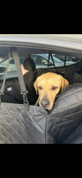 Reunited Male Dog last seen hse, El Paso, TX 79938