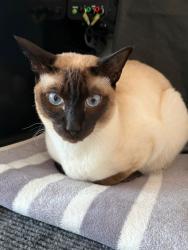 Lost Male Cat last seen Meriden road clayton , Staffordshire, England ST5 4HE