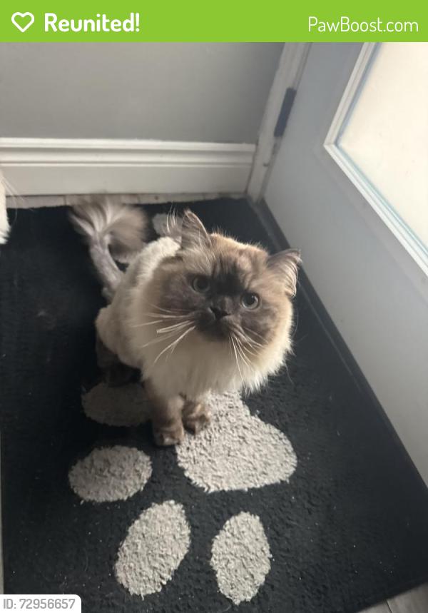 Reunited Male Cat last seen Villages of Riversixe, Windsor, ON N8S 4N2