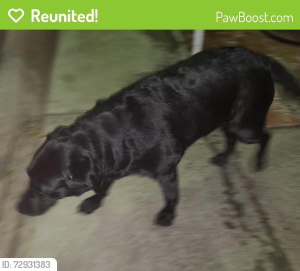 Reunited Unknown Dog last seen Smith Dr/Cabrili Circle, Vista, CA 92084
