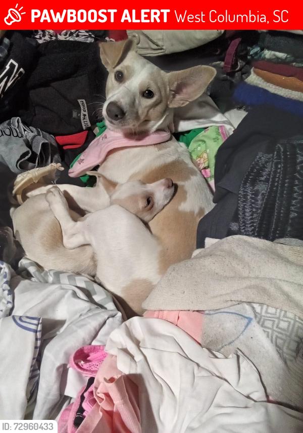 Lost Male Dog last seen 7-11 on plattsprings rd, West Columbia, SC 29033