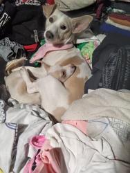 Lost Male Dog last seen 7-11 on plattsprings rd, West Columbia, SC 29033