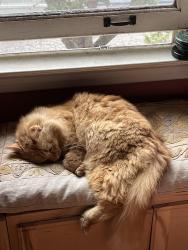 Reunited Male Cat last seen Air tag says Russell St and McGee St, Berkeley, CA 94703