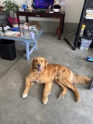 Reunited Male Dog last seen Near C. Pomelo, Chula Vista, CA 91913, USA, Chula Vista, CA 91913