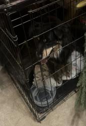 Found/Stray Female Dog last seen 86th and Xenia, Lubbock, TX 79424