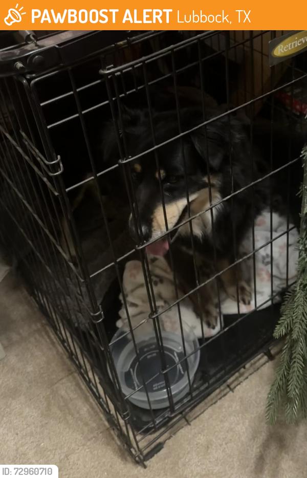 Found/Stray Female Dog last seen 86th and Xenia, Lubbock, TX 79424