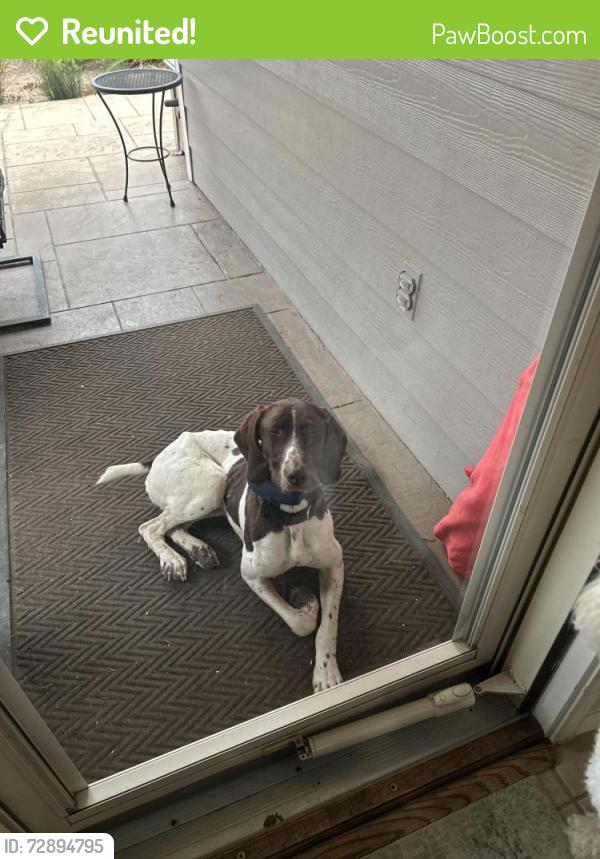 Reunited Female Dog last seen Ridge and Wilmeth, McKinney, TX 75070