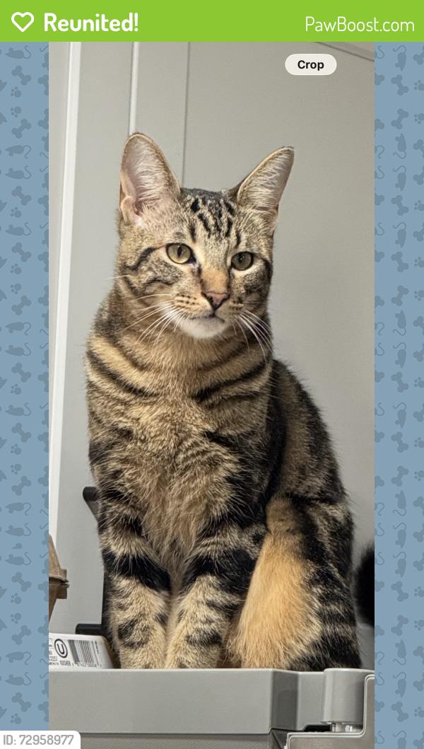 Reunited Male Cat last seen Sugar wood Dr , League City, TX 77573