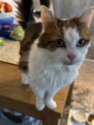 Lost Female Cat last seen Meriden road  Clayton , Staffordshire, England ST5 4HE