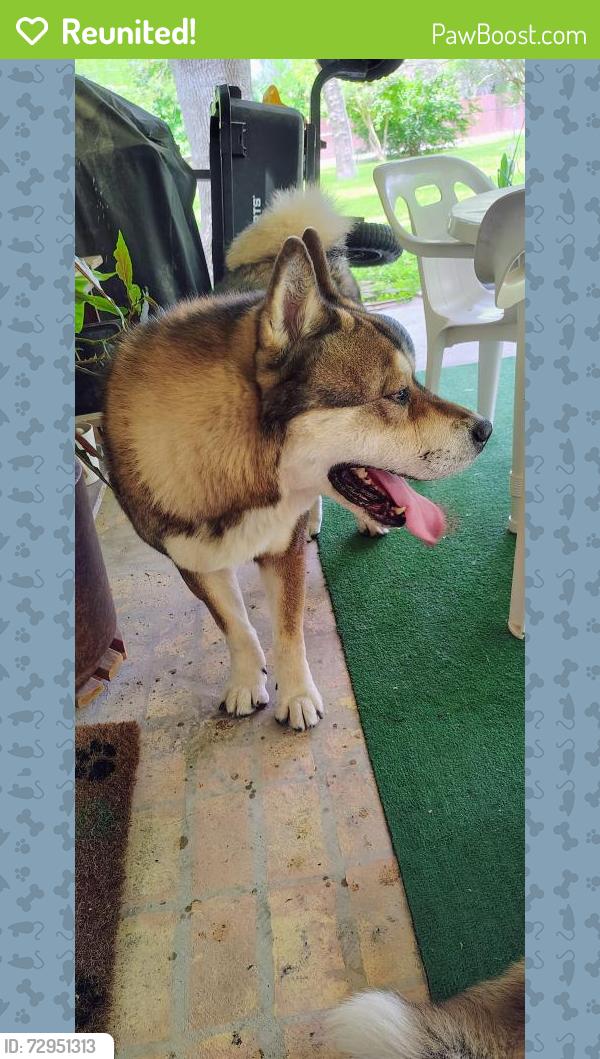 Reunited Male Dog last seen Corner of 12th St and Martin, McAllen, TX 78504