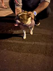Reunited Female Dog last seen The Vistas, Summerlin , Las Vegas, NV 89138