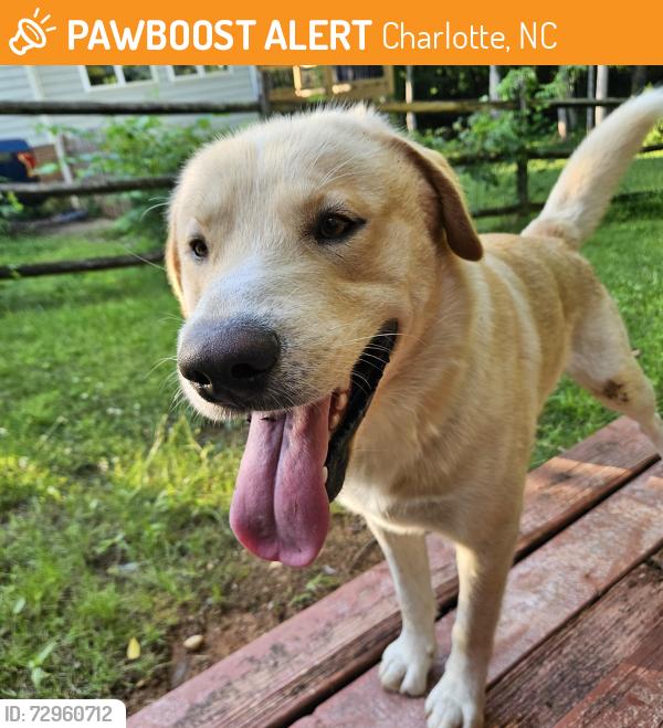 Found/Stray Male Dog last seen ECM Truck yard, Charlotte, NC 28269