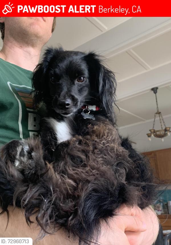 Lost Male Dog last seen Near lorina street , Berkeley, CA 94705