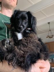 Lost Male Dog last seen Near lorina street , Berkeley, CA 94705