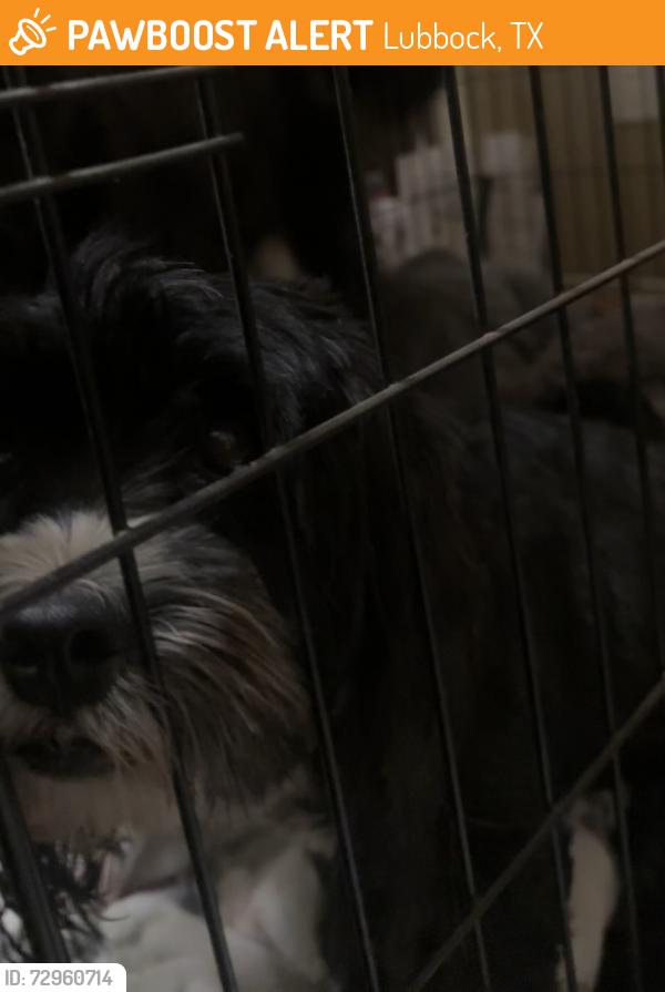 Found/Stray Male Dog last seen 86th and Xenia , Lubbock, TX 79424