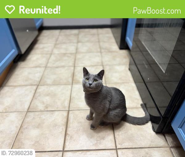 Reunited Female Cat last seen Canaveral Dr, Columbia, MO 65201