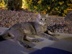 Found/Stray Female Cat last seen Pecos and Recker, Gilbert, AZ 85295