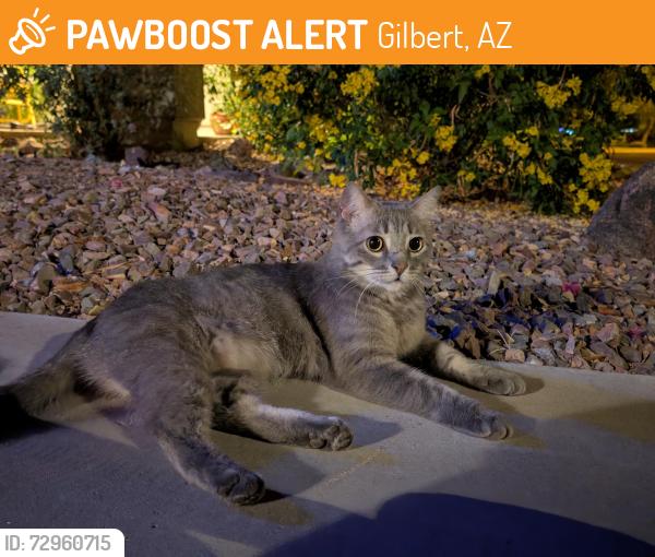 Found/Stray Female Cat last seen Pecos and Recker, Gilbert, AZ 85295