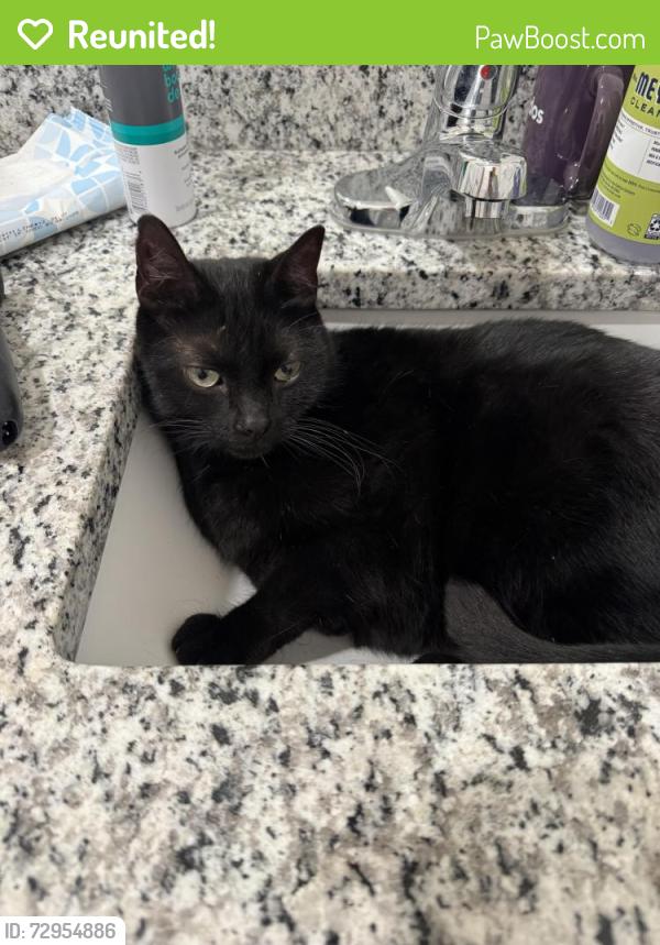 Reunited Male Cat last seen Savannah Road, Lewes, DE 19958