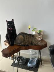 Lost Male Cat last seen C constitucion y movimiento obrero, Ciudad Santa Catarina, N.L. 66165