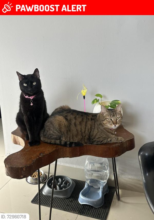 Lost Male Cat last seen C constitucion y movimiento obrero, Ciudad Santa Catarina, N.L. 66165