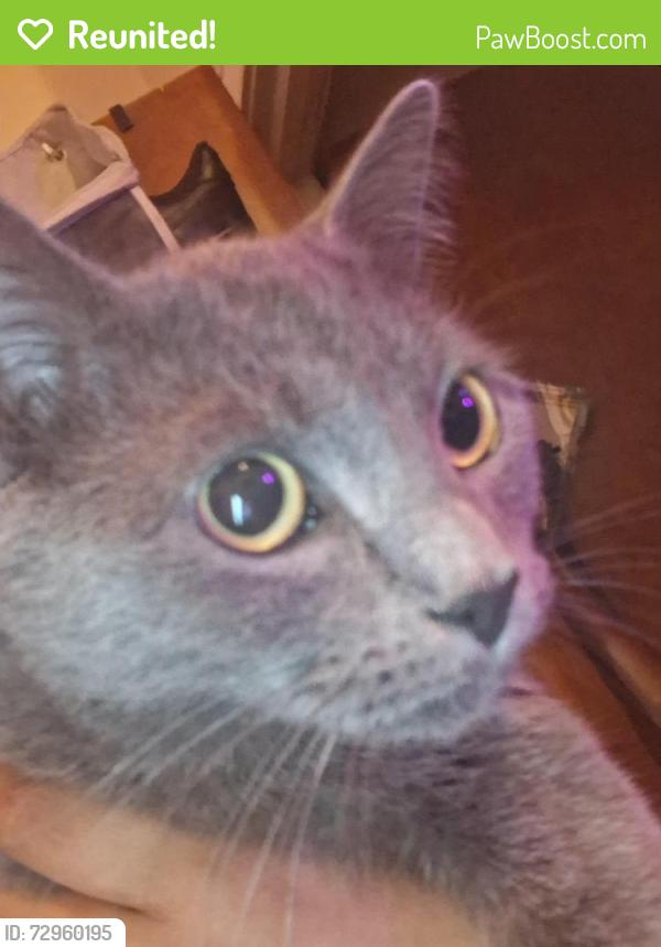 Reunited Female Cat last seen Powell St in norristown pa , Norristown, PA 19401