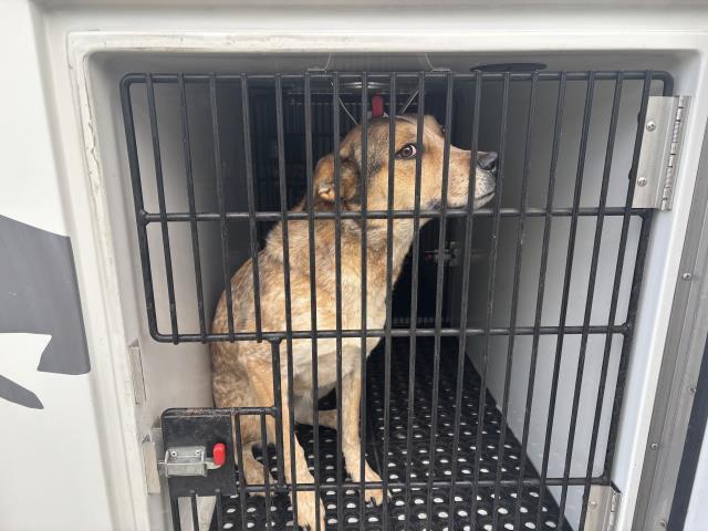 Shelter Stray Female Dog last seen Near BLOCK DELTA DR, COLORADO SPRINGS, CO, 80910, Colorado Springs, CO 80905