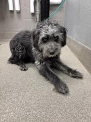 Shelter Stray Male Dog last seen W LAKE MEAD BLVD & N RAMPART BLVD, Las Vegas, NV 89101