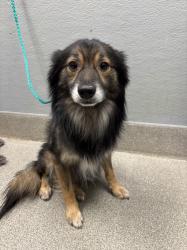 Shelter Stray Male Dog last seen W LAKE MEAD BLVD & N RAMPART BLVD, Las Vegas, NV 89101