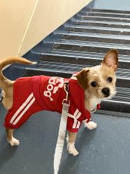 Lost Male Dog last seen 37th an Fremont ave north Minneapolis , Minneapolis, MN 55412
