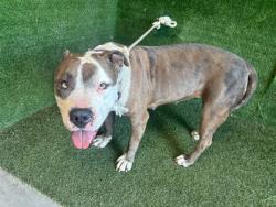 Shelter Stray Female Dog last seen , Quartz Hill, CA 93536