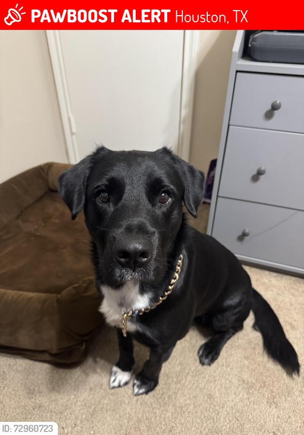 Lost Male Dog last seen Barker cypress, Houston, TX 77084