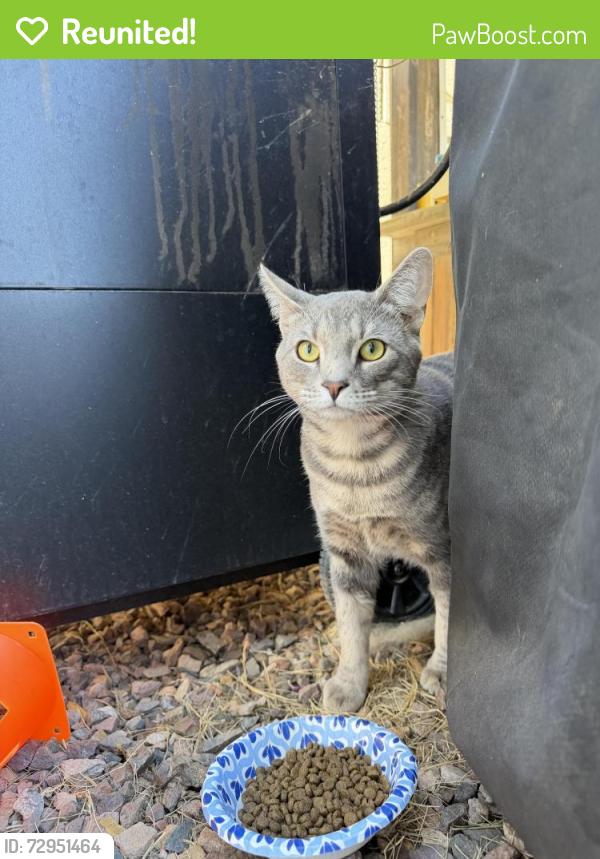 Reunited Male Cat last seen 163rd and Jomax, Sun City West, AZ 85387