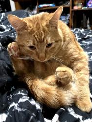 Lost Male Cat last seen Chancellor  Manor apmt complex, Burnsville, MN 55306