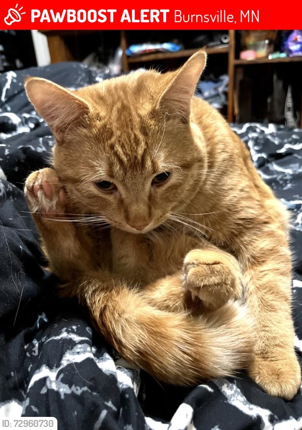 Lost Male Cat last seen Chancellor  Manor apmt complex, Burnsville, MN 55306