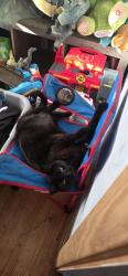Lost Female Cat last seen 64th and blaisdell, Richfield, MN 55423