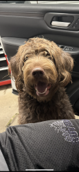 Lost Female Dog last seen Hills and dales/brunnerdale, Canton, OH 44708