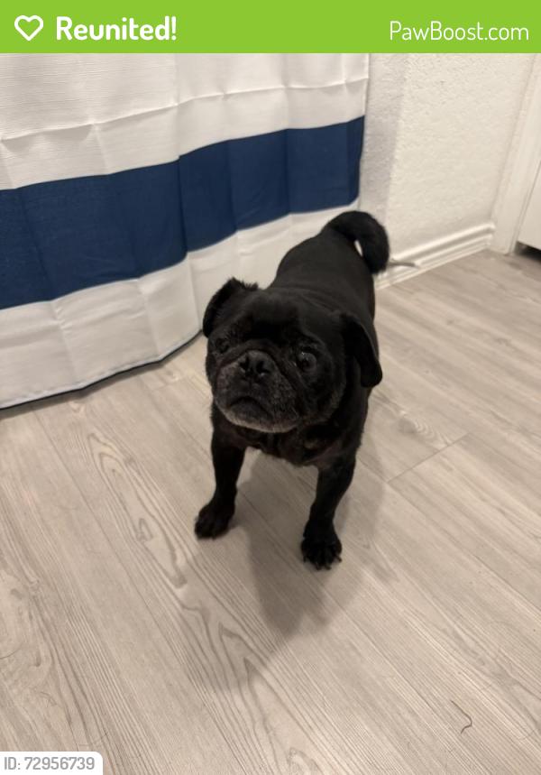 Reunited Male Dog last seen Grace Meadows, New Braunfels, TX 78130