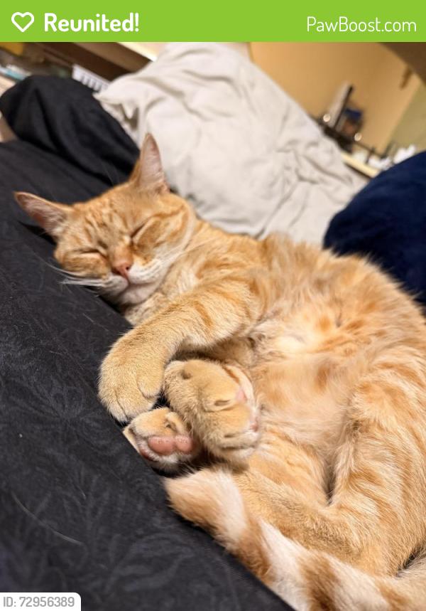 Reunited Male Cat last seen Last seen near 36th St & Hortencia St, close to Amires Pl, San Antonio, TX, San Antonio, TX 78237