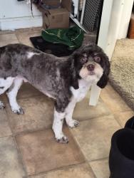 Lost Male Dog last seen College , Kansas City, MO 64127
