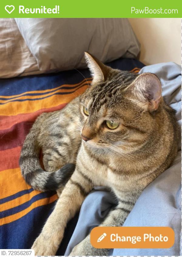Reunited Female Cat last seen Near East Redondo Avenue , Salt Lake City, UT 84108