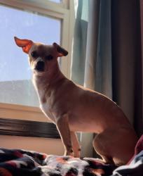 Lost Male Dog last seen Taylor lane and Daviti out in three points , Tucson, AZ 85736
