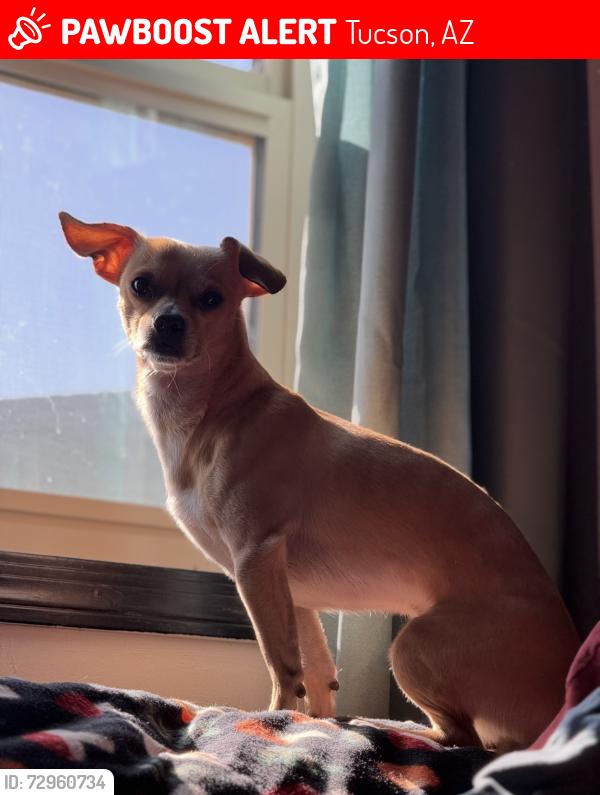 Lost Male Dog last seen Taylor lane and Daviti out in three points , Tucson, AZ 85736