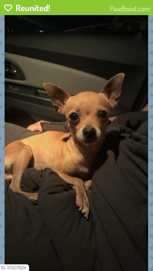 Reunited Male Dog last seen gilbert/broadway , Mesa, AZ 85204