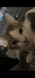 Lost Male Cat last seen 8th and Grove ave , Rancho Cucamonga, CA 91730