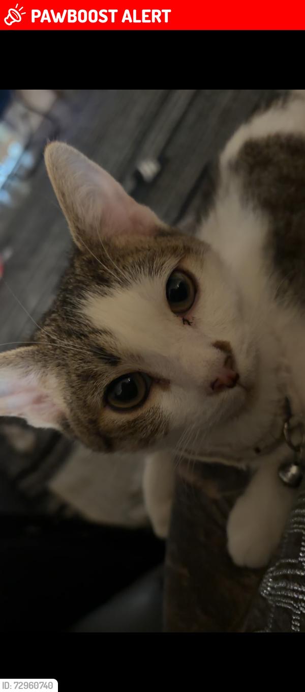 Lost Male Cat last seen 8th and Grove ave , Rancho Cucamonga, CA 91730