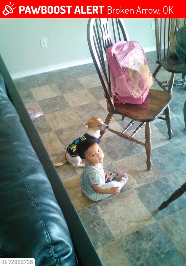 Lost Male Dog last seen Closed to the Oliver school , Broken Arrow, OK 74012