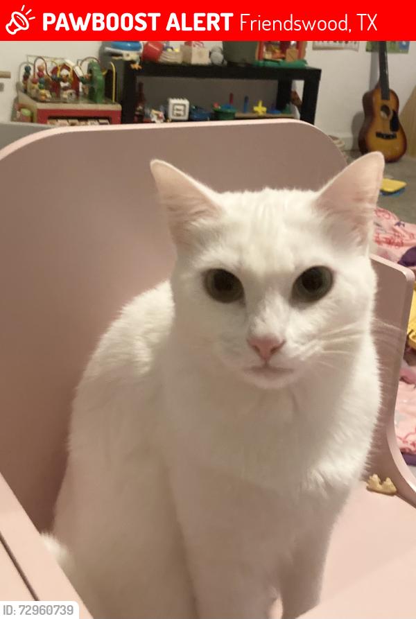 Lost Female Cat last seen Christina Lane , Friendswood, TX 77546